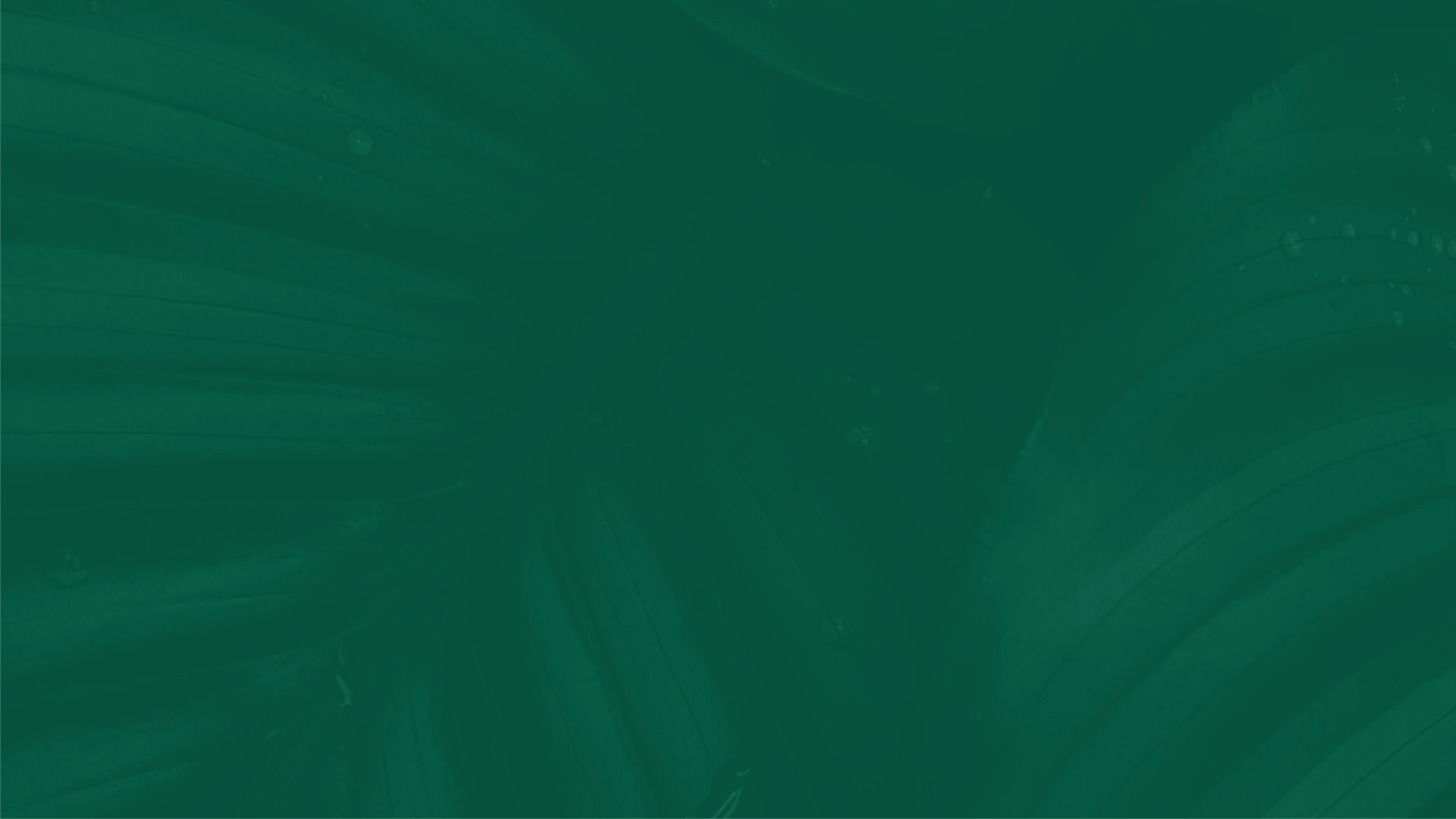 background-3.webp